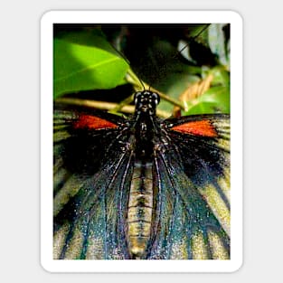 The Great Mormon Butterfly Sticker